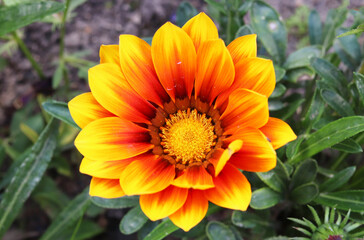 Gazania Orange in the garden