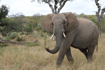 Fototapeta premium Afrikanischer Elefant / African elephant / Loxodonta africana