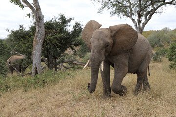 Fototapeta premium Afrikanischer Elefant / African elephant / Loxodonta africana