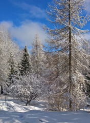 winter forest in the snow