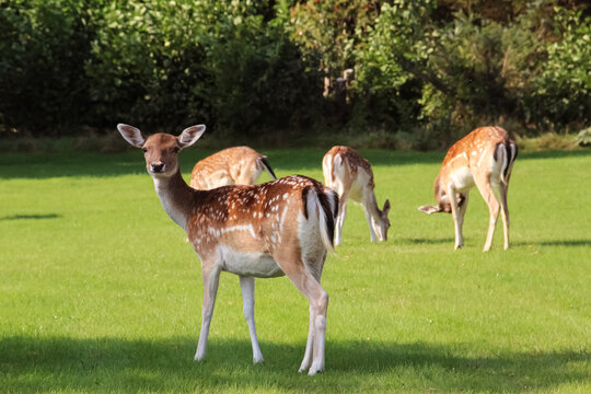 a curious deer looking in the camera
