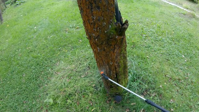 Treatment of the tree trunk from pests and parasites. Protection of fruit tree bark from insects. Insecticide spraying