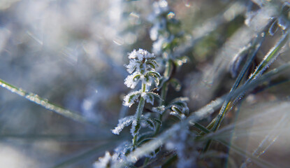 Frosty meadow leaves in the winter garden.
