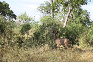 Obraz na płótnie Canvas Großer Kudu / Greater Kudu / Tragelaphus strepsiceros.