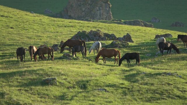 Herd of horses grazing in mountains at summer, 4k