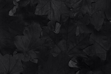 Black background. Background of autumn fallen maple leaves close-up. Black and white photo. Abstract background.