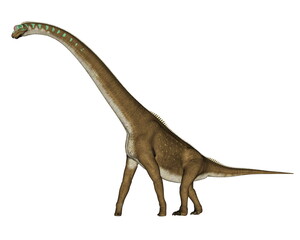 Giraffatitan dinosaur walking isolated in white background - 3D render