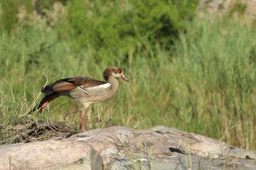 Nilgans / Egyptian Goose / Alopochen aegyptiacus..