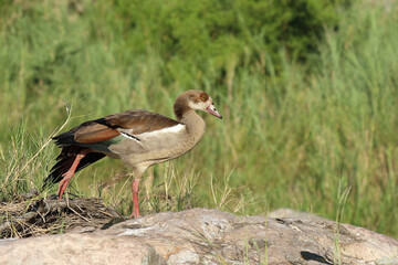 Nilgans / Egyptian Goose / Alopochen aegyptiacus..