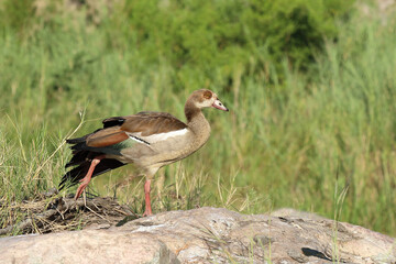 Nilgans / Egyptian Goose / Alopochen aegyptiacus..
