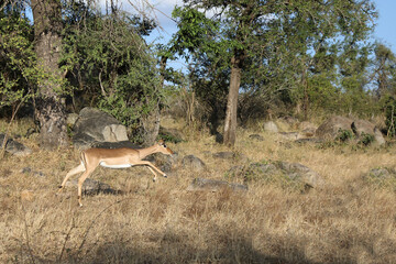 Schwarzfersenantilope / Impala / Aepyceros melampus..