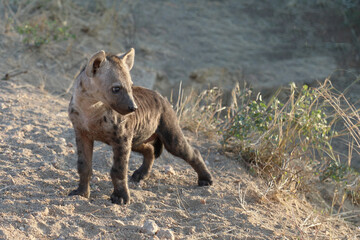 Tüpfelhyäne / Spotted Hyaena / Crocuta crocuta.