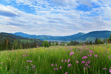 Mountain meadow with pink and yellow flowers near the ukrainian village of Verkhovyna. Mountains on the horizon.