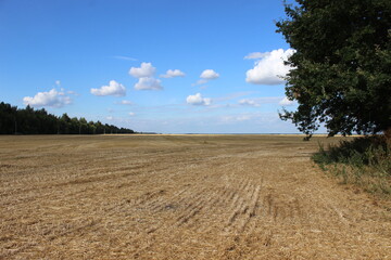 Fototapeta na wymiar field and sky