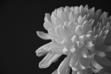 Tender blooming white chrysanthemum flower on a dark background in black and white