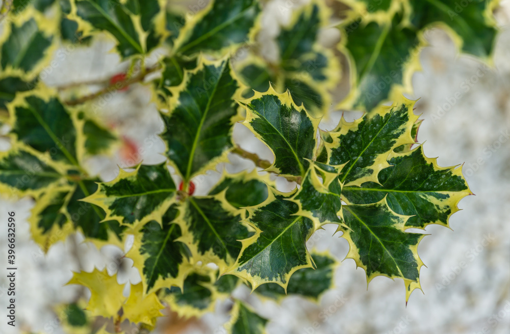 Wall mural Christmas holly ilex aquifolium Argentea Marginata growing on white stones background. Close-up of graceful fringed leaves with red berries are waiting for the New Year. Nature concept for design