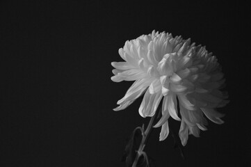 Tender blooming white chrysanthemum flower on a dark background in black and white