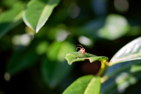 A spider on a leaf in motion