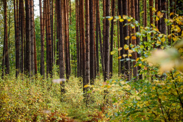 Selective focus photo. Trees in the forest. Autumn season.