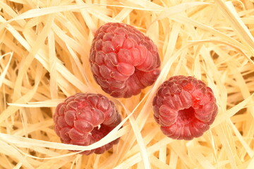 A few organic dark red raspberries on wood shavings, close-up.