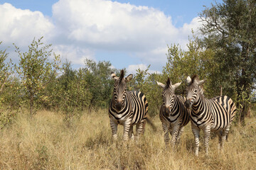 Obraz premium Steppenzebra / Burchell's zebra / Equus burchellii