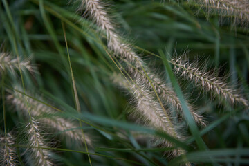 Soft Grass 2