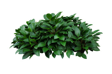 Green leaves hosta plant bush, lush foliage tropic garden plant isolated on white background with...