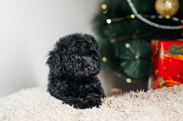 Cute black dog as a Christmas present under the Christmas tree. The pet sits on the background of the new orchid photo area in the studio.