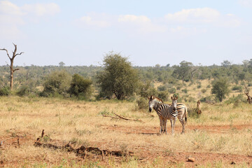 Steppenzebra / Burchell's zebra / Equus burchellii