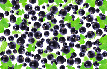 Black currant. Background with black currants and leaves on a white background