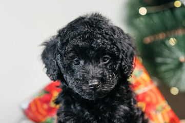 Portrait of a black dog breed poodle toy on a background of Christmas tree and Christmas gifts.