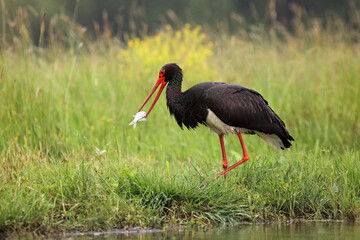 The black stork (Ciconia nigra) with a fish in its beak with a green background.The big black stork on the shore with a fish in the green grass.