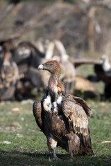 Fototapeta premium The griffon vulture (Gyps fulvus) sitting on the ground in front of a group of tearing prey with a dirty head. A large vulture polluted from prey, in the background a flock of other large vultures.