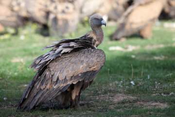 The griffon vulture (Gyps fulvus) sitting on the ground in front of a group of tearing prey. A large vulture, in the background a group of other vultures.