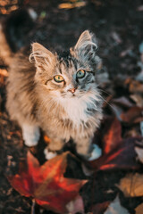 Naklejka na ściany i meble cat in the autumn