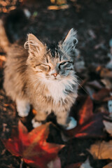 cat in the garden