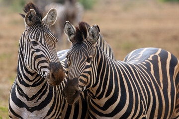 Fototapeta premium The plains zebra (Equus quagga, formerly Equus burchellii), also known as the common zebra or Burchell's zebra, double portrait.