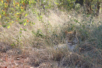 Leopard / Leopard / Panthera pardus.