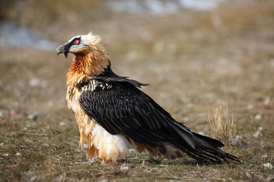 The bearded vulture (Gypaetus barbatus), also known as the lammergeier or ossifrage, old bird sitting on the ground