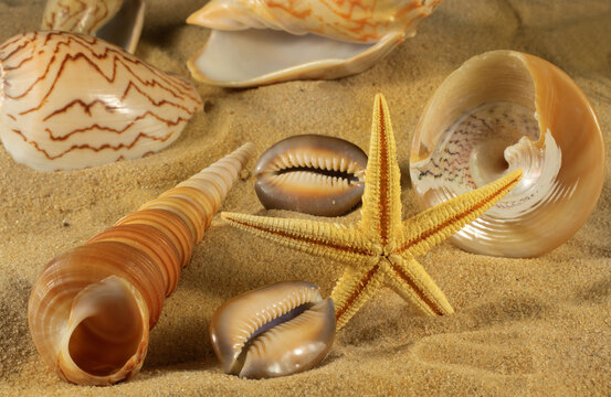 image of sea shells on the sand