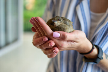 Small bird in woman's hands - 396636505