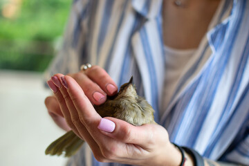 Small bird in woman's hands - 396636530