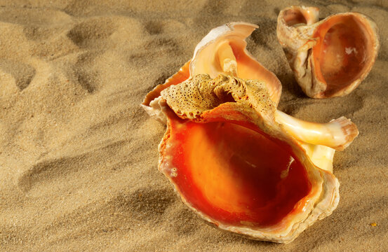 image of sea shells on the sand