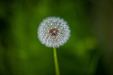 Dandelion flowers close up on background of grass