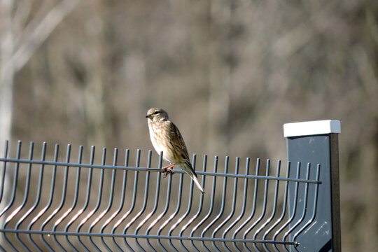 A portrait of a female common linnet sitting on a fence made of welded wire mesh panels
