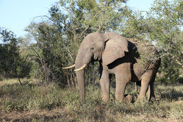 Afrikanischer Elefant / African elephant / Loxodonta africana