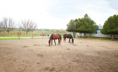 A horses in the paddock at the horse farm.