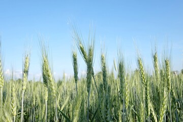 In selective focus ears of barley rice growing in a land in the north of Thailand against blue sky in bright day