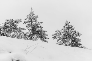 Black and white winter landscape. Snow-covered Christmas trees in snowdrifts. Desert winter background with space for text. Monochrome fairy-tale landscape. The concept of winter, cold and loneliness.