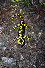 detail of Salamandra salamandra in nature